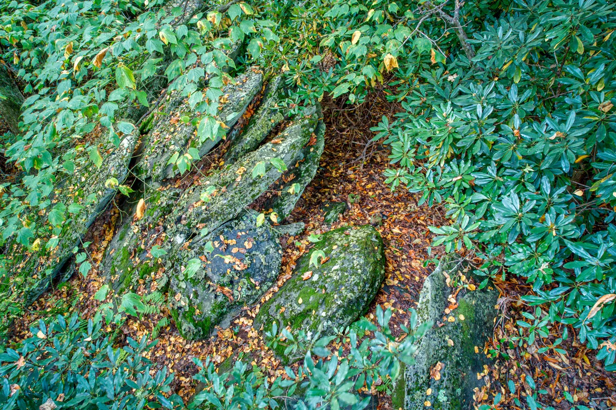 A serene landscape featuring large rock formations nestled among lush greenery and scattered fallen leaves, creating a natural woodland atmosphere. The rocks and trees offer a sense of untouched wilderness, perfect for outdoor exploration.
