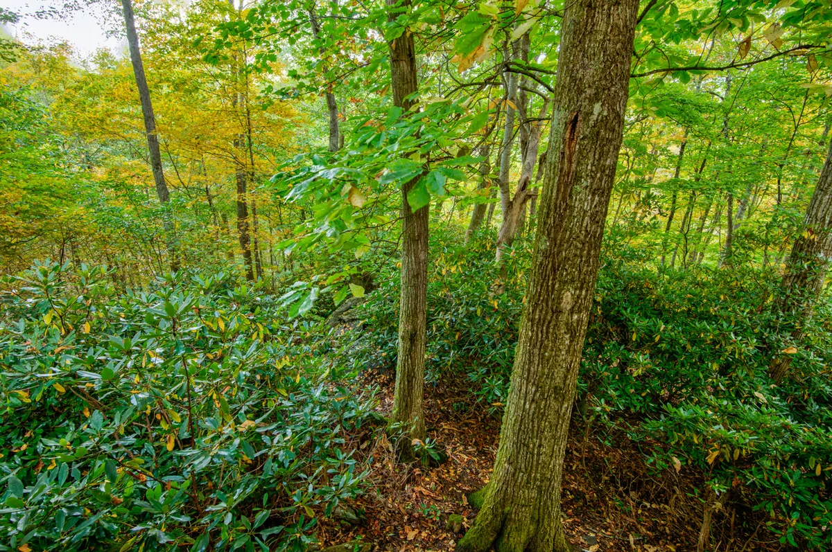 A peaceful forest scene dominated by tall trees, dense greenery, and a floor of fallen leaves. This image evokes the feel of nearby hiking, birdwatching, and nature exploration opportunities, with hidden trails waiting to be discovered.